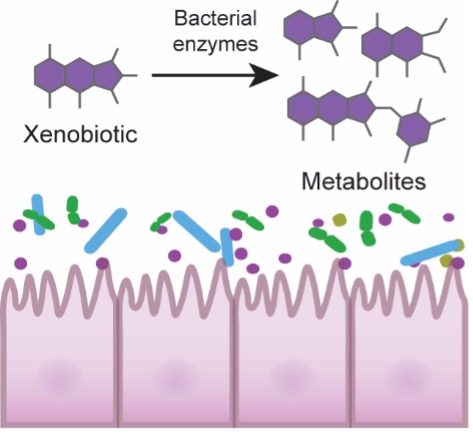 Biotransformation of Xenobiotics by the Human Gut Microbiota