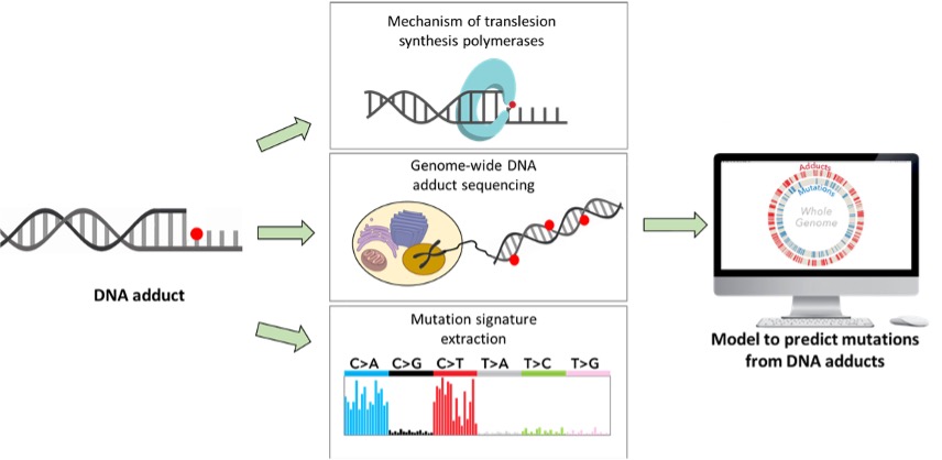 DNA Damage and Mutagenesis