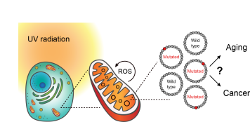 Mechanisms of UV-light-induced mutations in the mitochondrial genome